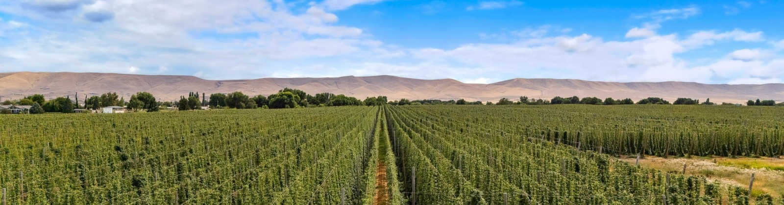 Apricot Rd, Grandview, Washington, 0 , 0 ,0,Agricultural Land,For Sale,Apricot Rd,0,286591