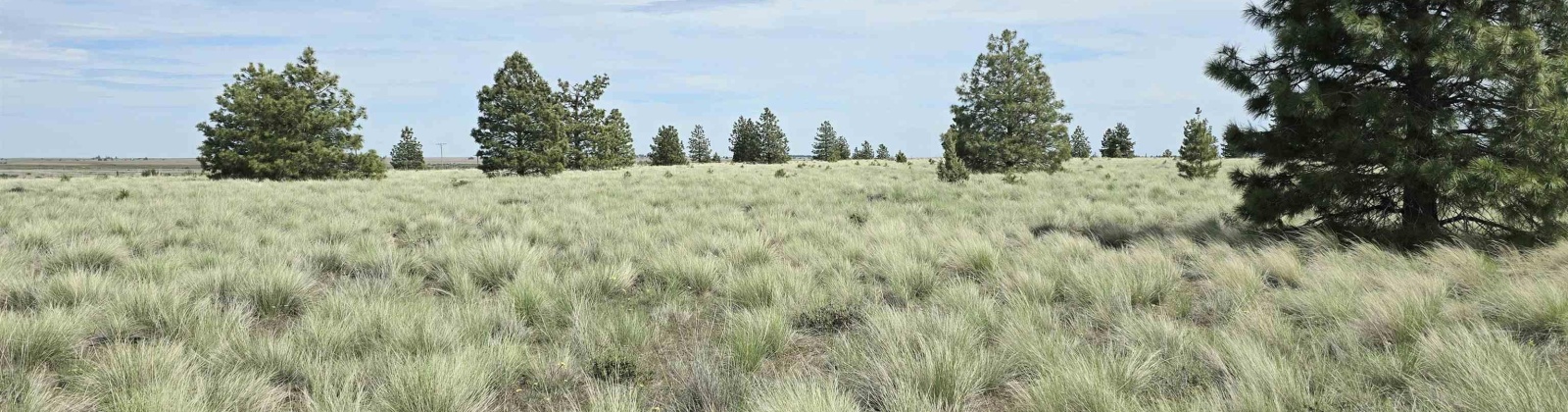 Duree Rd, Bickleton, Washington 99322, 0 , 0 ,0,Agricultural Land,For Sale,Duree Rd,0,286720