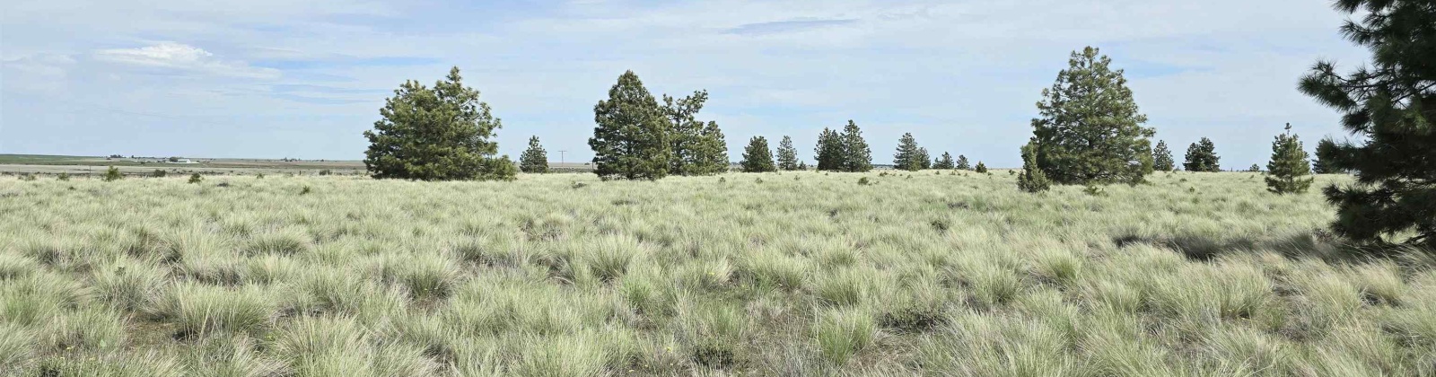 Duree Rd, Bickleton, Washington 99322, 0 , 0 ,0,Agricultural Land,For Sale,Duree Rd,0,286720