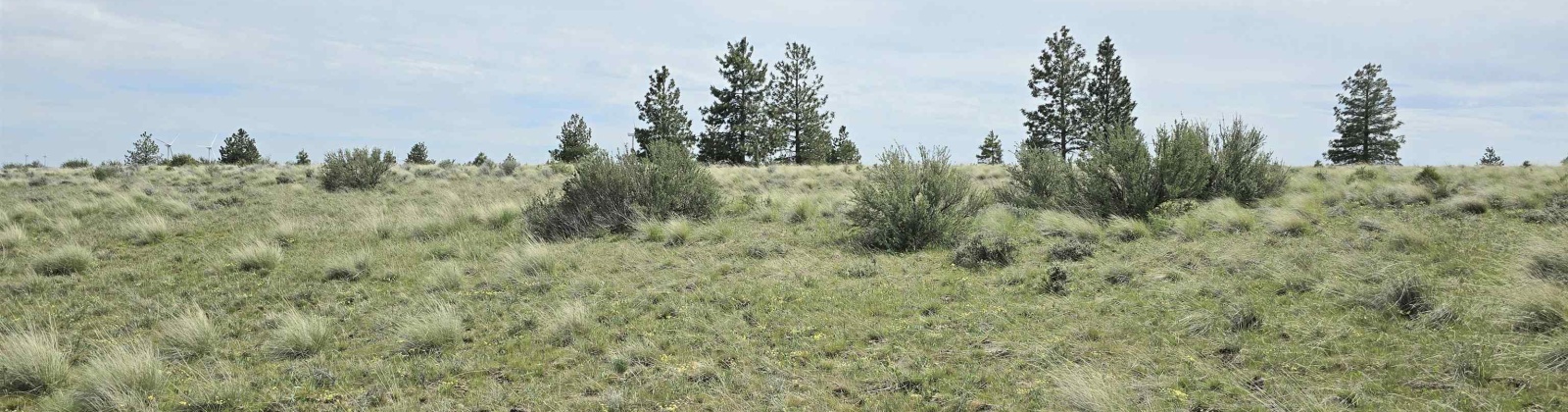 Duree Rd, Bickleton, Washington 99322, 0 , 0 ,0,Agricultural Land,For Sale,Duree Rd,0,286720