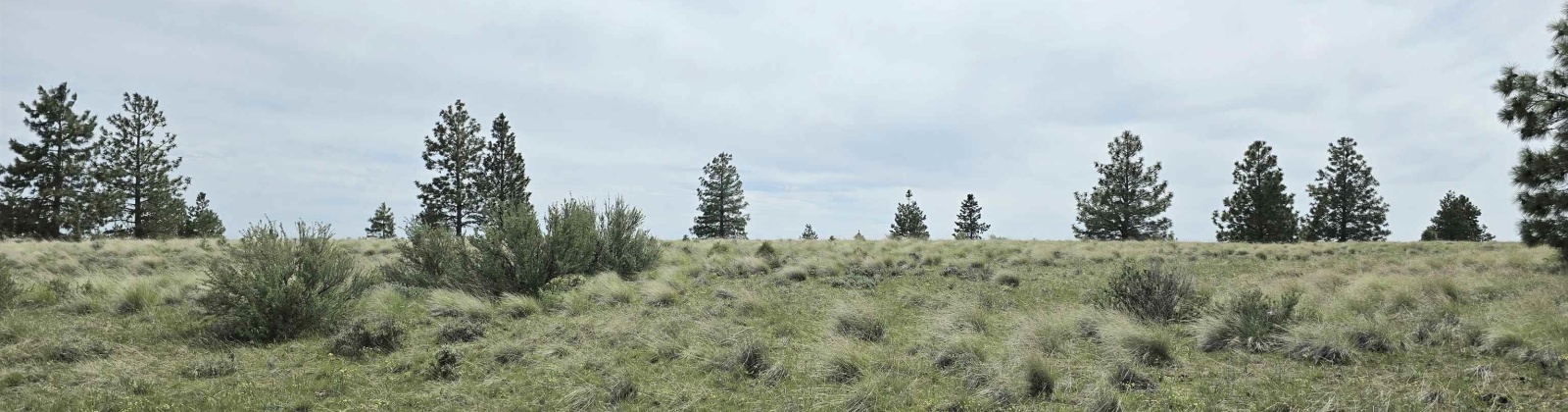 Duree Rd, Bickleton, Washington 99322, 0 , 0 ,0,Agricultural Land,For Sale,Duree Rd,0,286720