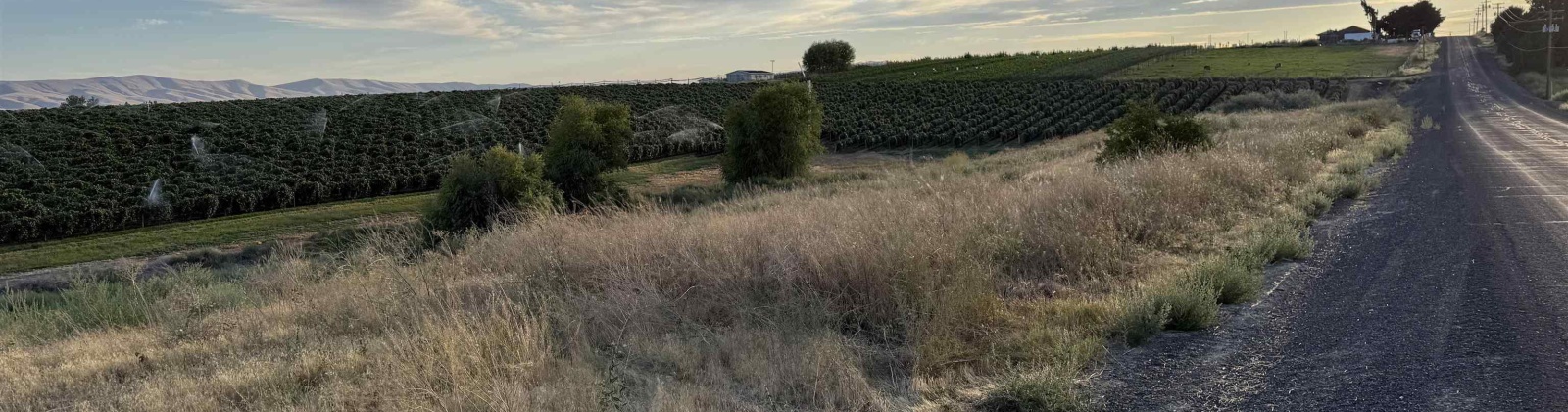 McCreadie RD, Prosser, Washington 99350, 0 , 0 ,0,Land/lots,For Sale,McCreadie RD,0,286787