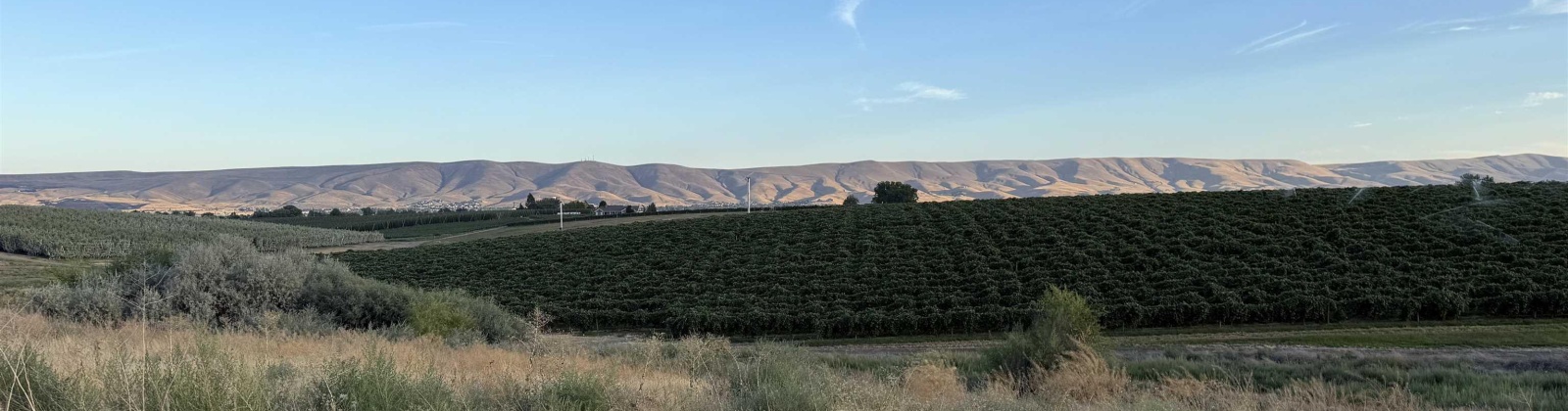 McCreadie RD, Prosser, Washington 99350, 0 , 0 ,0,Land/lots,For Sale,McCreadie RD,0,286787