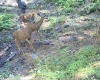 North Fork Road, Yakima, Washington, 0 , 0 ,0,Land/lots,For Sale,North Fork Road,0,286895