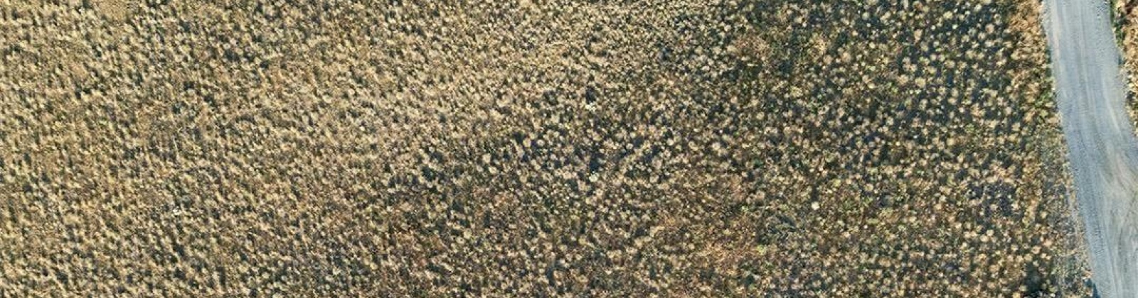 Ward Gap Rd (Lot 7), Prosser, Washington 99350, 0 , 0 ,0,Land/lots,For Sale,Ward Gap Rd (Lot 7),0,286967