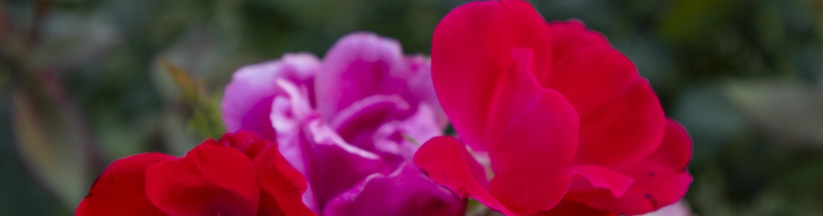 Riverside Ave, Sunnyside, Washington 98944, 4 Bedrooms Bedrooms, 0 ,3 BathroomsBathrooms,Houses,For Sale,Riverside Ave,0,286973