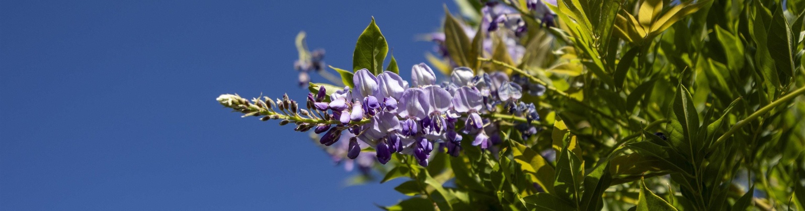 Riverside Ave, Sunnyside, Washington 98944, 4 Bedrooms Bedrooms, 0 ,3 BathroomsBathrooms,Houses,For Sale,Riverside Ave,0,286973