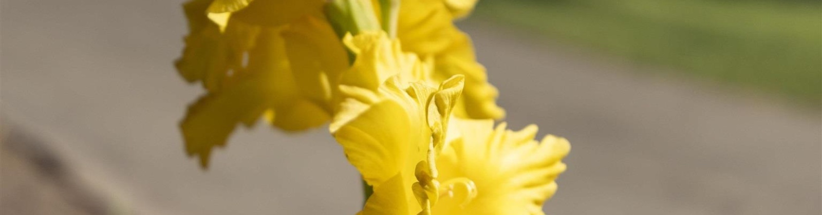 Riverside Ave, Sunnyside, Washington 98944, 4 Bedrooms Bedrooms, 0 ,3 BathroomsBathrooms,Houses,For Sale,Riverside Ave,0,286973