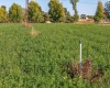 River Road, Benton City, Washington 99320, 0 , 0 ,0,Land/lots,For Sale,River Road,0,279446