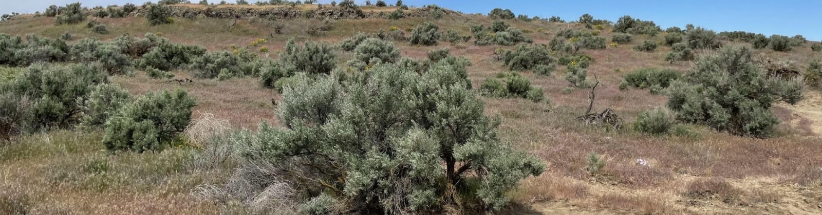 Eltopia West Road, Eltopia, Washington 99330, 0 , 0 ,0,Land/lots,For Sale,Eltopia West Road,0,287012
