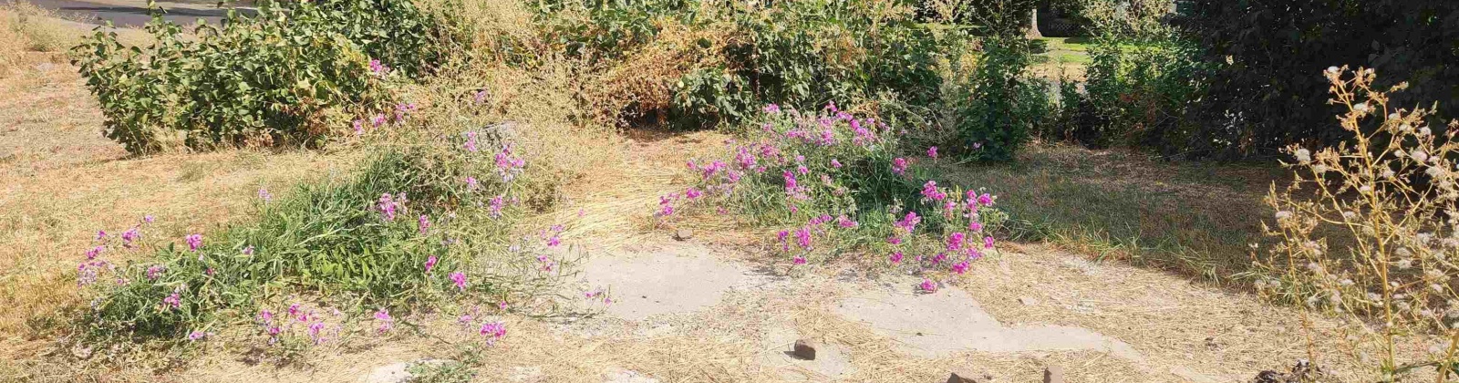 Williams and Third, Oakesdale, Washington 99158, 0 , 0 ,0,Land/lots,For Sale,Williams and Third,0,287324