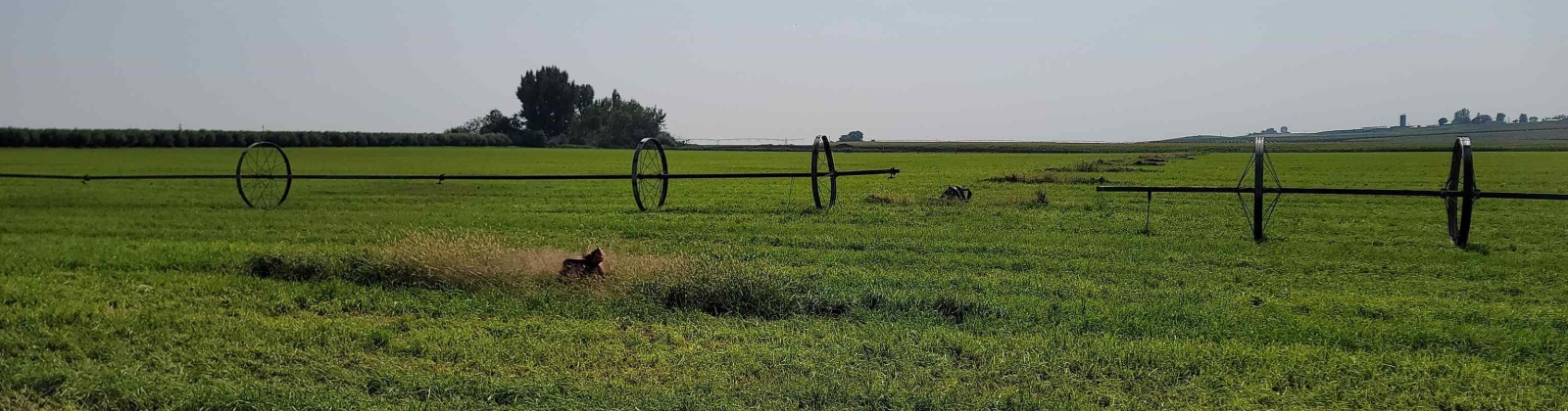 Albany RD, Othello, Washington 99344, 0 , 0 ,0,Agricultural Land,For Sale,Albany RD,0,287501