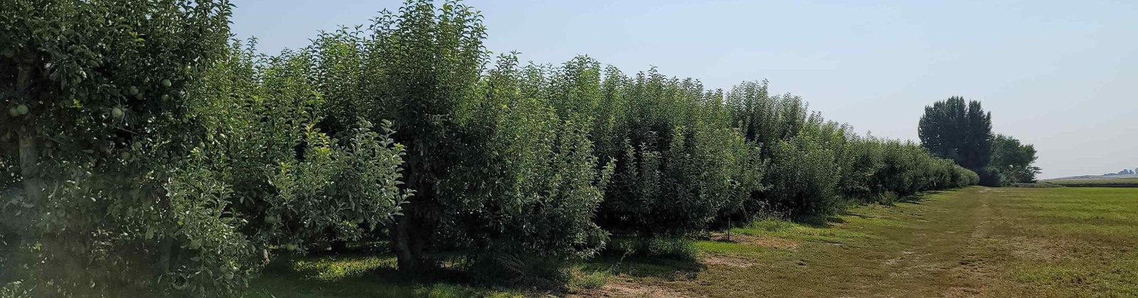 Albany RD, Othello, Washington 99344, 0 , 0 ,0,Agricultural Land,For Sale,Albany RD,0,287501