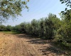 Albany RD, Othello, Washington 99344, 0 , 0 ,0,Agricultural Land,For Sale,Albany RD,0,287501