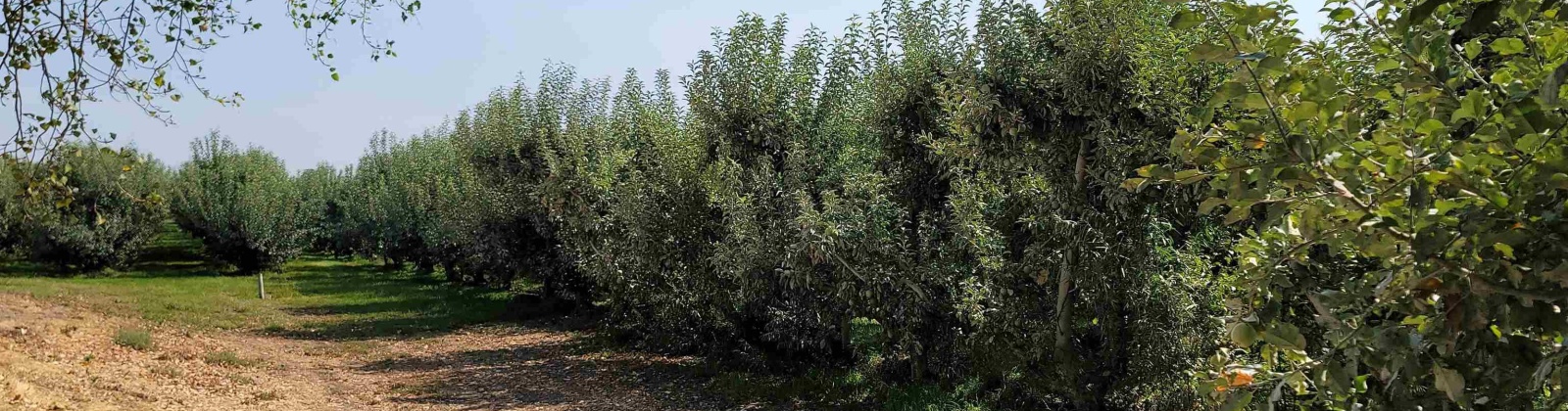 Albany RD, Othello, Washington 99344, 0 , 0 ,0,Agricultural Land,For Sale,Albany RD,0,287501