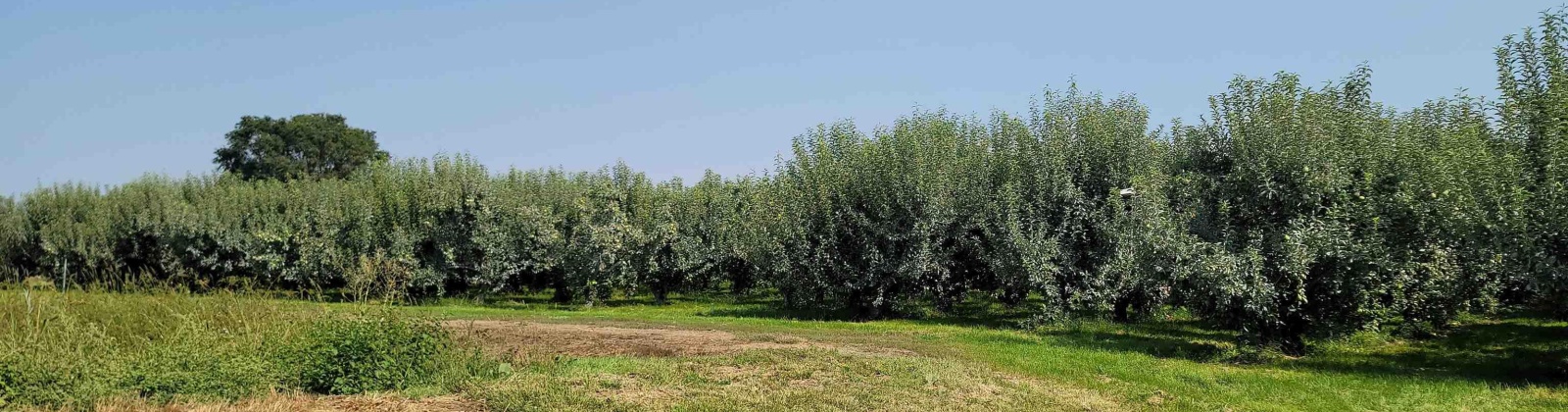 Albany RD, Othello, Washington 99344, 0 , 0 ,0,Agricultural Land,For Sale,Albany RD,0,287501