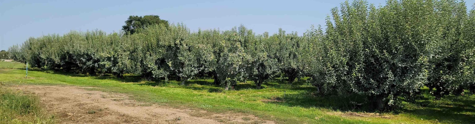 Albany RD, Othello, Washington 99344, 0 , 0 ,0,Agricultural Land,For Sale,Albany RD,0,287501