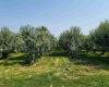 Albany RD, Othello, Washington 99344, 0 , 0 ,0,Agricultural Land,For Sale,Albany RD,0,287501