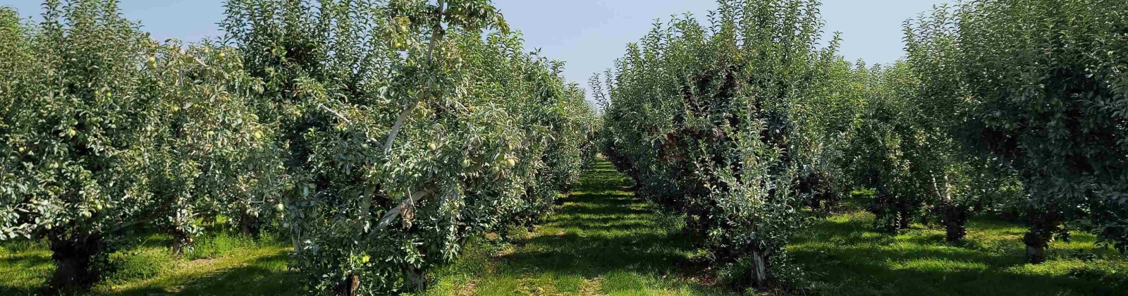Albany RD, Othello, Washington 99344, 0 , 0 ,0,Agricultural Land,For Sale,Albany RD,0,287501