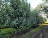 Albany RD, Othello, Washington 99344, 0 , 0 ,0,Agricultural Land,For Sale,Albany RD,0,287501
