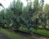 Albany RD, Othello, Washington 99344, 0 , 0 ,0,Agricultural Land,For Sale,Albany RD,0,287501