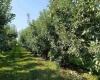 Albany RD, Othello, Washington 99344, 0 , 0 ,0,Agricultural Land,For Sale,Albany RD,0,287501