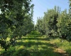 Albany RD, Othello, Washington 99344, 0 , 0 ,0,Agricultural Land,For Sale,Albany RD,0,287501
