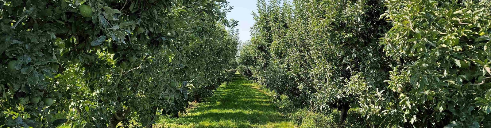 Albany RD, Othello, Washington 99344, 0 , 0 ,0,Agricultural Land,For Sale,Albany RD,0,287501