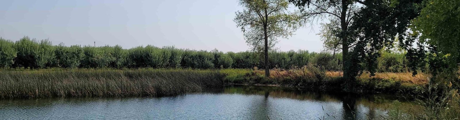 Albany RD, Othello, Washington 99344, 0 , 0 ,0,Agricultural Land,For Sale,Albany RD,0,287501