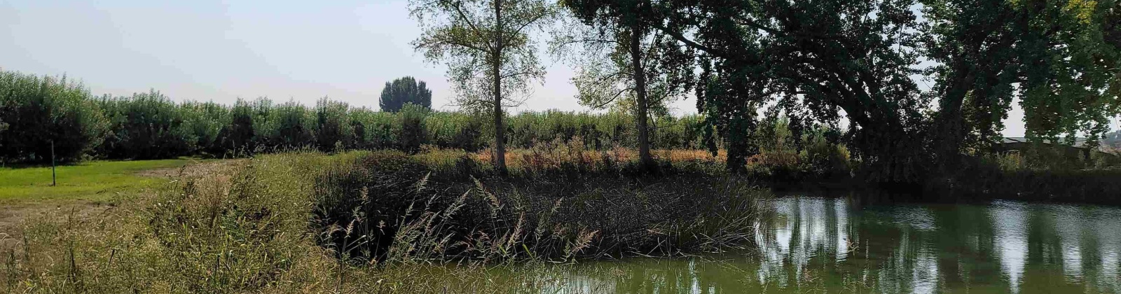 Albany RD, Othello, Washington 99344, 0 , 0 ,0,Agricultural Land,For Sale,Albany RD,0,287501