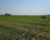 Albany RD, Othello, Washington 99344, 0 , 0 ,0,Agricultural Land,For Sale,Albany RD,0,287501