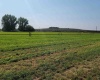 Albany RD, Othello, Washington 99344, 0 , 0 ,0,Agricultural Land,For Sale,Albany RD,0,287501