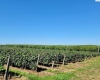 Belma Rd, Grandview, Washington 98930, 0 , 0 ,0,Agricultural Land,For Sale,Belma Rd,0,287576