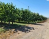 Belma Rd, Grandview, Washington 98930, 0 , 0 ,0,Agricultural Land,For Sale,Belma Rd,0,287576