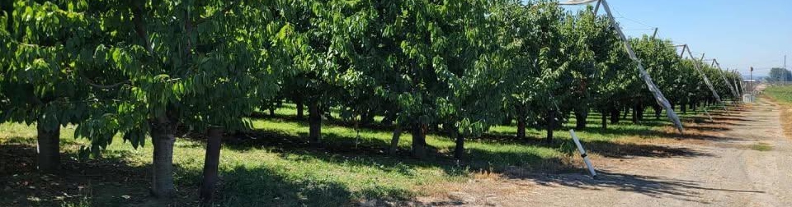 Belma Rd, Grandview, Washington 98930, 0 , 0 ,0,Agricultural Land,For Sale,Belma Rd,0,287576