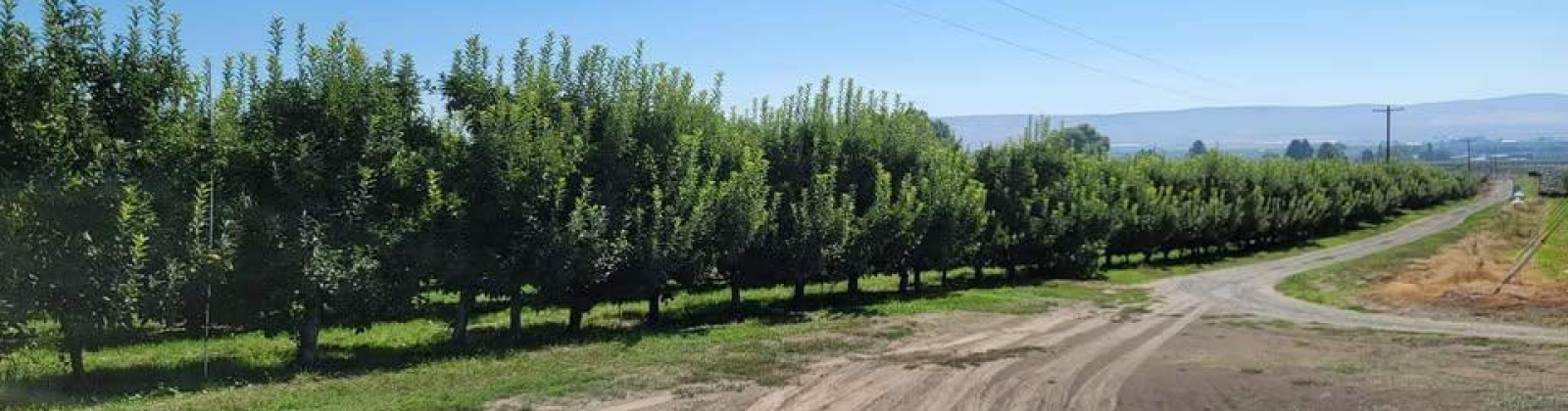Belma Rd, Grandview, Washington 98930, 0 , 0 ,0,Agricultural Land,For Sale,Belma Rd,0,287576