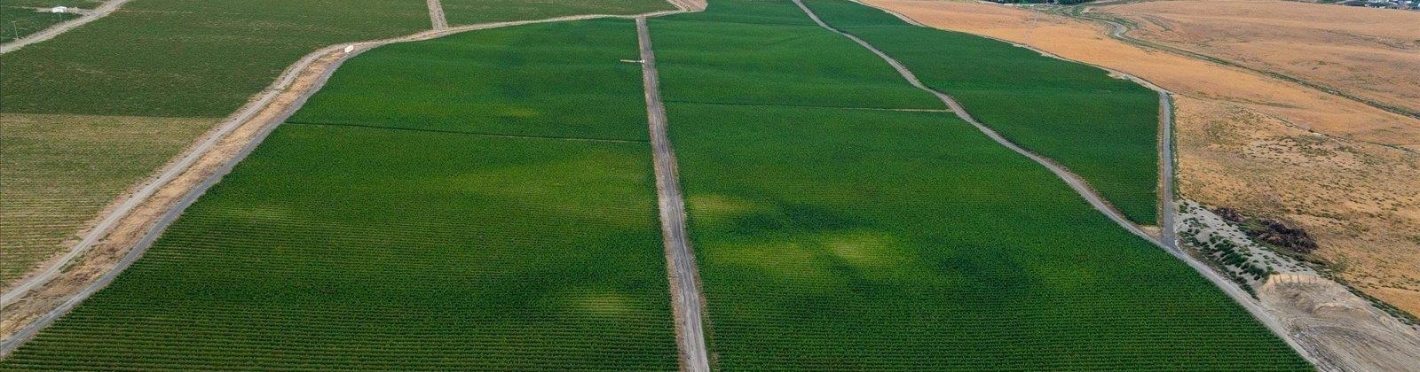 Goose Ridge Estates at Badger Mtn South, Richland, Washington 99352, 0 , 0 ,0,Land/lots,For Sale,Goose Ridge Estates at Badger Mtn South,0,287657