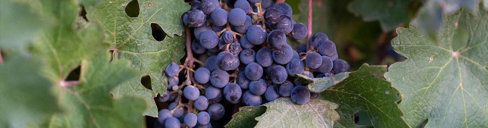 Goose Ridge Estates at Badger Mtn South, Richland, Washington 99352, 0 , 0 ,0,Land/lots,For Sale,Goose Ridge Estates at Badger Mtn South,0,287657