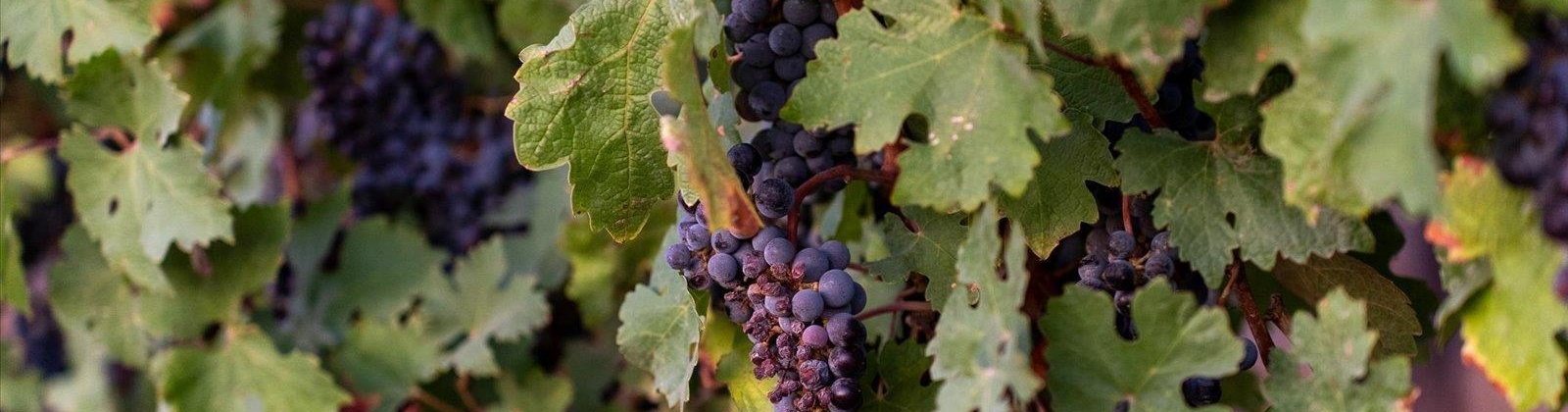 Goose Ridge Estates at Badger Mtn South, Richland, Washington 99352, 0 , 0 ,0,Land/lots,For Sale,Goose Ridge Estates at Badger Mtn South,0,287657