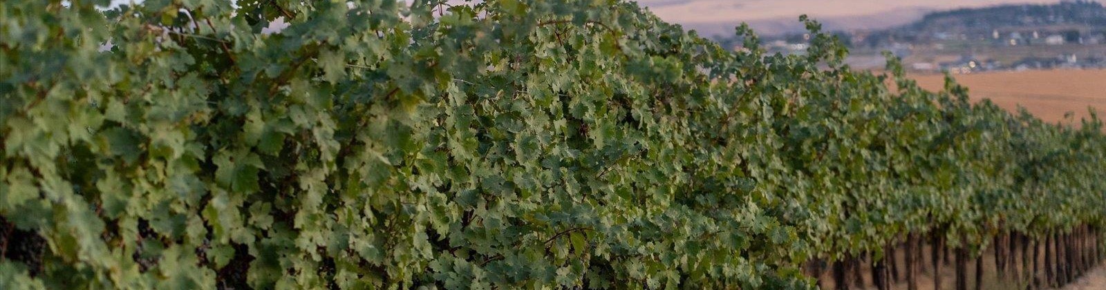 Goose Ridge Estates at Badger Mtn South, Richland, Washington 99352, 0 , 0 ,0,Land/lots,For Sale,Goose Ridge Estates at Badger Mtn South,0,287657