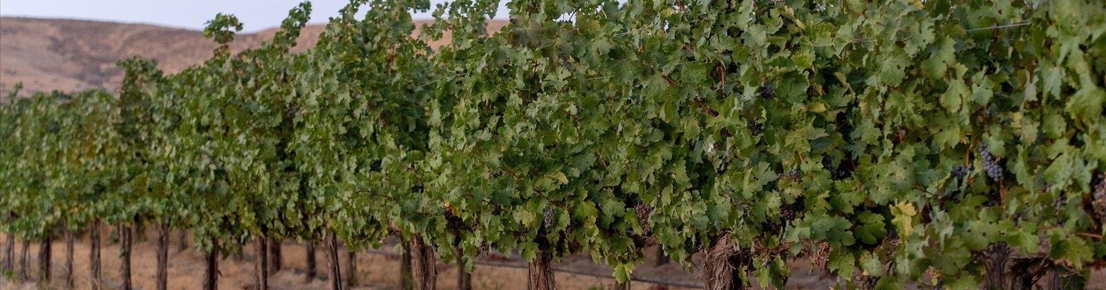 Goose Ridge Estates at Badger Mtn South, Richland, Washington 99352, 0 , 0 ,0,Land/lots,For Sale,Goose Ridge Estates at Badger Mtn South,0,287657