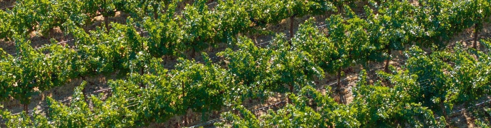 Goose Ridge Estates at Badger Mtn South, Richland, Washington 99352, 0 , 0 ,0,Land/lots,For Sale,Goose Ridge Estates at Badger Mtn South,0,287657