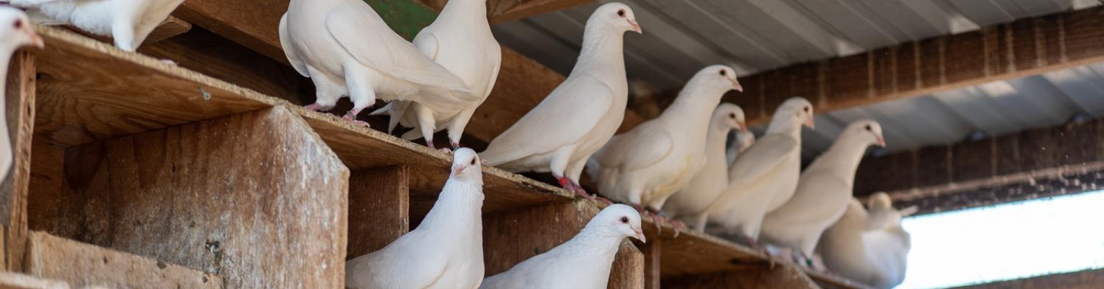 Sheffield Road, Mesa, Washington 99343, 4 Bedrooms Bedrooms, 0 ,3 BathroomsBathrooms,Houses,For Sale,Sheffield Road,0,287712