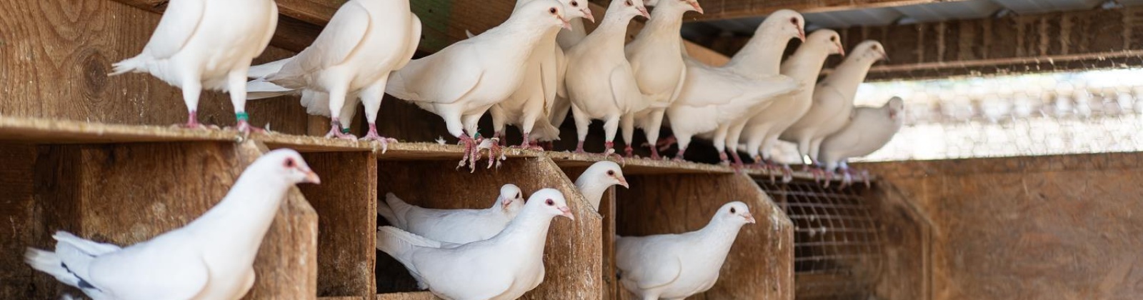 Sheffield Road, Mesa, Washington 99343, 4 Bedrooms Bedrooms, 0 ,3 BathroomsBathrooms,Houses,For Sale,Sheffield Road,0,287712