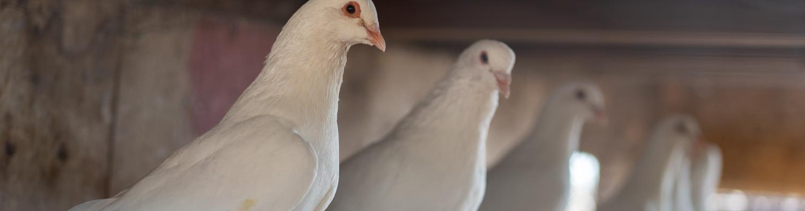 Sheffield Road, Mesa, Washington 99343, 4 Bedrooms Bedrooms, 0 ,3 BathroomsBathrooms,Houses,For Sale,Sheffield Road,0,287712