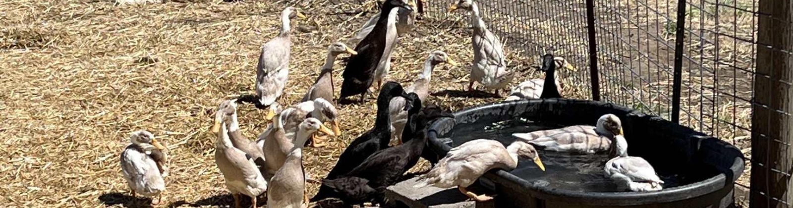 Long Hollow Road, Colfax, Washington 99111, 4 Bedrooms Bedrooms, 0 ,3 BathroomsBathrooms,For Sale,Long Hollow Road,0,287747