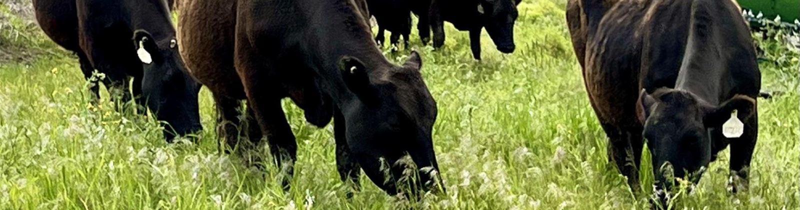 Long Hollow Road, Colfax, Washington 99111, 4 Bedrooms Bedrooms, 0 ,3 BathroomsBathrooms,For Sale,Long Hollow Road,0,287747