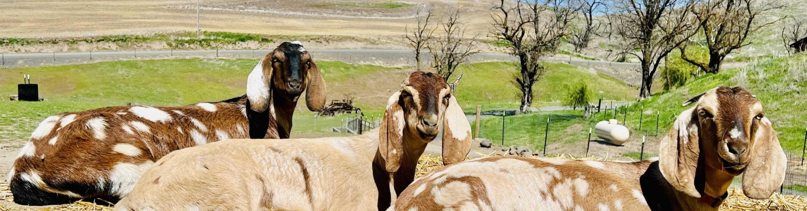 Long Hollow Road, Colfax, Washington 99111, 4 Bedrooms Bedrooms, 0 ,3 BathroomsBathrooms,For Sale,Long Hollow Road,0,287747