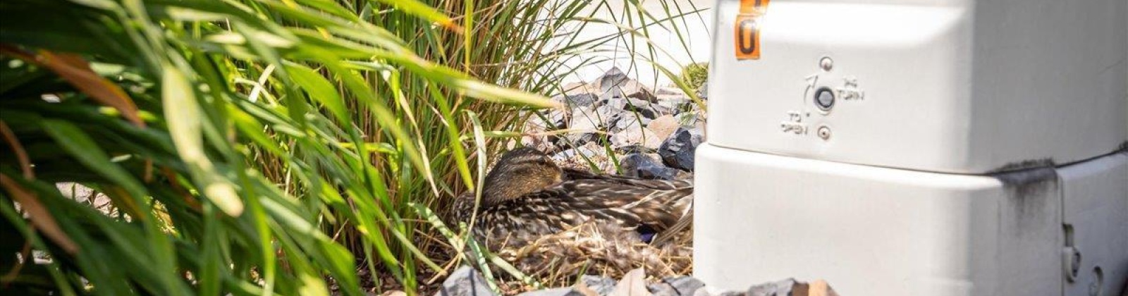 Sedona Circle, Richland, Washington 99352, 3 Bedrooms Bedrooms, 0 ,2 BathroomsBathrooms,Houses,For Sale,Sedona Circle,0,285167