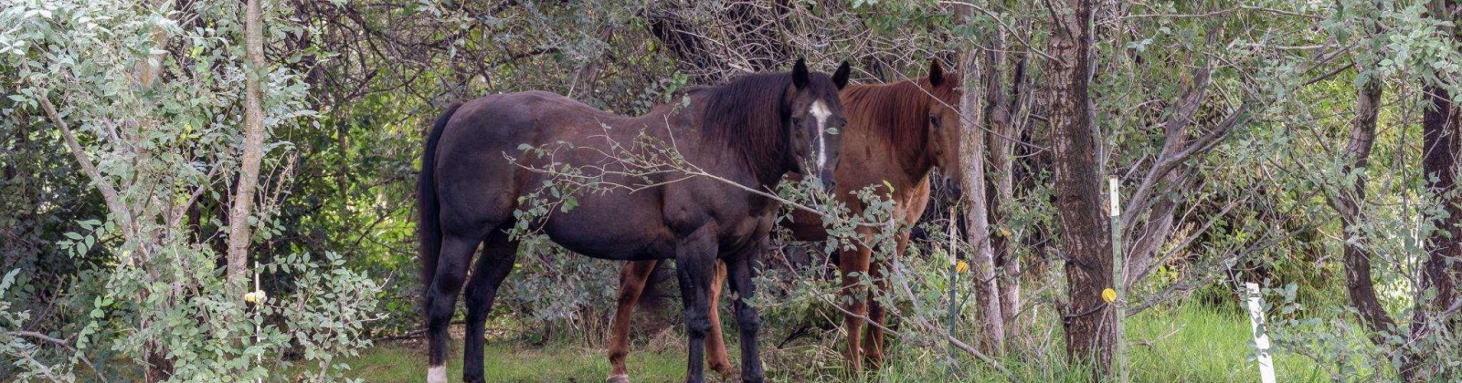 Game Farm Road, Kennewick, Washington 99336, 5 Bedrooms Bedrooms, 0 ,2 BathroomsBathrooms,Houses,For Sale,Game Farm Road,0,287458